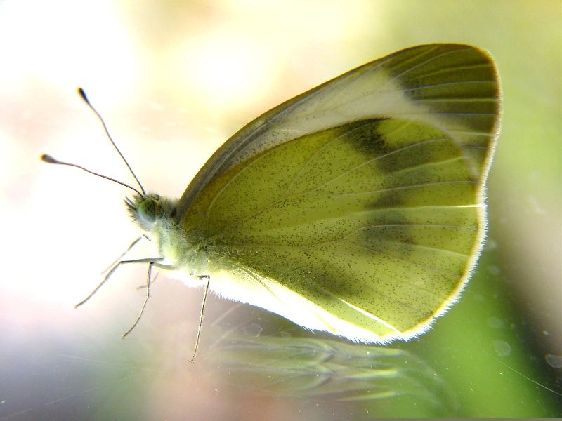 Cavolaia Pieris brassicae